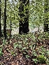  ( - FDS-CA-02112)  @11 [ ] by (2024) Mandy Hackney Fungal Diversity Survey