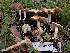  ( - FDS-CA-02306)  @11 [ ] by-nc (2024) Jaren Hockert Fungal Diversity Survey