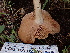  ( - FDS-CA-02306)  @11 [ ] by-nc (2024) Jaren Hockert Fungal Diversity Survey