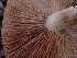  ( - FDS-CA-02306)  @11 [ ] by-nc (2024) Jaren Hockert Fungal Diversity Survey