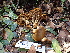  ( - FDS-CA-02399)  @11 [ ] by-nc (2024) Jaren Hockert Fungal Diversity Survey