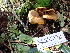  ( - FDS-CA-02399)  @11 [ ] by-nc (2024) Jaren Hockert Fungal Diversity Survey