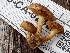  (Pholiota melliodora - FDS-CA-02304)  @11 [ ] by-nc (2024) Jaren Hockert Fungal Diversity Survey