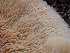  ( - FDS-CA-02303)  @11 [ ] by-nc (2024) Jaren Hockert Fungal Diversity Survey