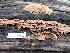  ( - FDS-CA-02303)  @11 [ ] by-nc (2024) Jaren Hockert Fungal Diversity Survey