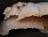  ( - FDS-CA-02303)  @11 [ ] by-nc (2024) Jaren Hockert Fungal Diversity Survey