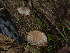  ( - FDS-CA-01424)  @11 [ ] by-nc (2024) Stu Pickell Fungal Diversity Survey