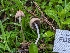  ( - FDS-CA-01428)  @11 [ ] by-nc (2024) Stu Pickell Fungal Diversity Survey