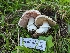  (Agaricus megalocarpus - FDS-CA-01434)  @11 [ ] by-nc (2024) Stu Pickell Fungal Diversity Survey