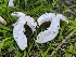  ( - FDS-CA-01434)  @11 [ ] by-nc (2024) Stu Pickell Fungal Diversity Survey