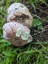  ( - FDS-CA-01434)  @11 [ ] by-nc (2024) Stu Pickell Fungal Diversity Survey