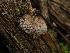  (Fomitiporia - FDS-CA-01424)  @11 [ ] by-nc (2024) Stu Pickell Fungal Diversity Survey