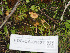  ( - FDS-CA-01427)  @11 [ ] by-nc (2024) Stu Pickell Fungal Diversity Survey