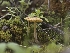  ( - FDS-CA-01427)  @11 [ ] by-nc (2024) Stu Pickell Fungal Diversity Survey