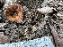  ( - FDS-CA-01016)  @11 [ ] by-nc (2024) Bat Vardeh Fungal Diversity Survey