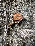  ( - FDS-CA-01016)  @11 [ ] by-nc (2024) Bat Vardeh Fungal Diversity Survey