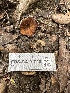 ( - FDS-CA-01016)  @11 [ ] by-nc (2024) Bat Vardeh Fungal Diversity Survey