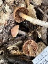  (Cortinarius sp. CA23 - FDS-CA-01013)  @11 [ ] by-nc (2024) Bat Vardeh Fungal Diversity Survey