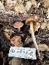 ( - FDS-CA-01013)  @11 [ ] by-nc (2024) Bat Vardeh Fungal Diversity Survey