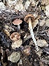  ( - FDS-CA-01013)  @11 [ ] by-nc (2024) Bat Vardeh Fungal Diversity Survey