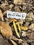  (Hygrocybe sp. singeri-CA04 - FDS-CA-01085)  @11 [ ] by-nc (2024) Bat Vardeh Fungal Diversity Survey