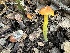 ( - FDS-CA-01085)  @11 [ ] by-nc (2024) Bat Vardeh Fungal Diversity Survey
