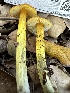 ( - FDS-CA-01085)  @11 [ ] by-nc (2024) Bat Vardeh Fungal Diversity Survey