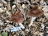  ( - FDS-CA-01079)  @11 [ ] by-nc (2024) Bat Vardeh Fungal Diversity Survey