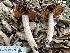  ( - FDS-CA-01079)  @11 [ ] by-nc (2024) Bat Vardeh Fungal Diversity Survey