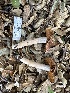  ( - FDS-CA-01079)  @11 [ ] by-nc (2024) Bat Vardeh Fungal Diversity Survey
