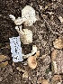  ( - FDS-CA-01081)  @11 [ ] by-nc (2024) Bat Vardeh Fungal Diversity Survey