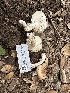  ( - FDS-CA-01081)  @11 [ ] by-nc (2024) Bat Vardeh Fungal Diversity Survey
