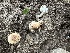 ( - FDS-CA-01081)  @11 [ ] by-nc (2024) Bat Vardeh Fungal Diversity Survey