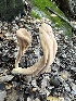  ( - FDS-CA-01082)  @11 [ ] by-nc (2024) Bat Vardeh Fungal Diversity Survey