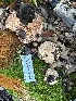  ( - FDS-CA-01011)  @11 [ ] by-nc (2024) Bat Vardeh Fungal Diversity Survey
