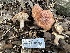  ( - FDS-CA-01011)  @11 [ ] by-nc (2024) Bat Vardeh Fungal Diversity Survey