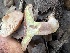  ( - FDS-CA-01011)  @11 [ ] by-nc (2024) Bat Vardeh Fungal Diversity Survey