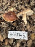  ( - FDS-CA-01083)  @11 [ ] by-nc (2024) Bat Vardeh Fungal Diversity Survey