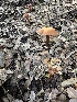  ( - FDS-CA-01009)  @11 [ ] by-nc (2024) Bat Vardeh Fungal Diversity Survey