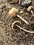  ( - FDS-CA-01091)  @11 [ ] by-nc (2024) Bat Vardeh Fungal Diversity Survey