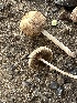  ( - FDS-CA-01091)  @11 [ ] by-nc (2024) Bat Vardeh Fungal Diversity Survey