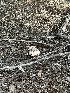  ( - FDS-CA-01093)  @11 [ ] by-nc (2024) Bat Vardeh Fungal Diversity Survey