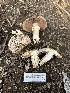  ( - FDS-CA-01093)  @11 [ ] by-nc (2024) Bat Vardeh Fungal Diversity Survey