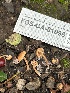  ( - FDS-CA-01096)  @11 [ ] by-nc (2024) Bat Vardeh Fungal Diversity Survey