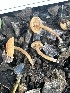  ( - FDS-CA-01096)  @11 [ ] by-nc (2024) Bat Vardeh Fungal Diversity Survey