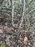  ( - FDS-CA-01006)  @11 [ ] by-nc (2024) Bat Vardeh Fungal Diversity Survey