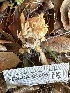  (Clavulina sp. reae-PNW06 - FDS-CA-01005)  @11 [ ] by-nc (2024) Bat Vardeh Fungal Diversity Survey