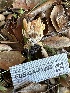  ( - FDS-CA-01005)  @11 [ ] by-nc (2024) Bat Vardeh Fungal Diversity Survey