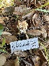  ( - FDS-CA-01005)  @11 [ ] by-nc (2024) Bat Vardeh Fungal Diversity Survey
