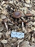  ( - FDS-CA-01098)  @11 [ ] by-nc (2024) Bat Vardeh Fungal Diversity Survey